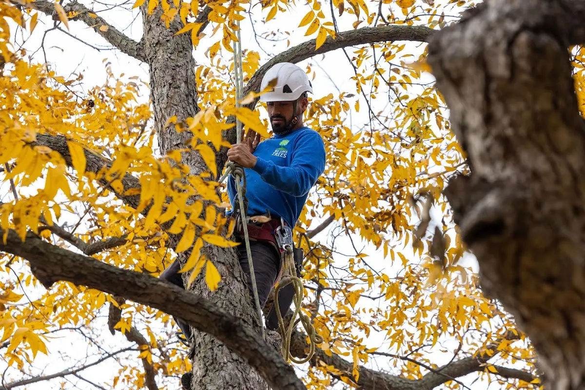 Skilled Tree Planting crew working in Bradford